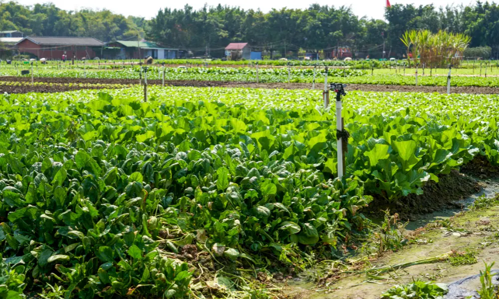 Instalación de riego automático en Granada