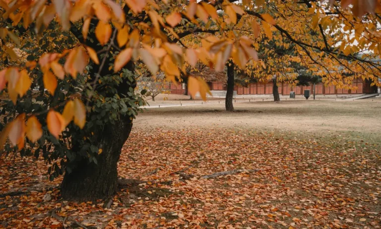 Prepara tu jardín para el otoño